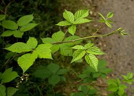 Attēlu rezultāti vaicājumam “Rubus plicatus”