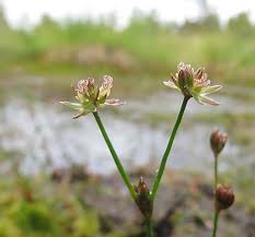 Attēlu rezultāti vaicājumam “Oenothera rubricauli bud”