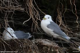 Attēlu rezultāti vaicājumam “Rissa tridactyla nest”