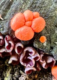 Attēlu rezultāti vaicājumam “Lycogala sp.”