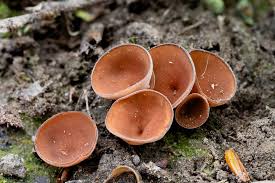 Attēlu rezultāti vaicājumam “Dumontinia tuberosa”