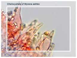 Attēlu rezultāti vaicājumam “Lycogala asperum young”