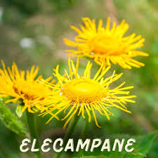 Image result for Inula helenium