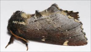 Attēlu rezultāti vaicājumam “Odontosia carmelita”