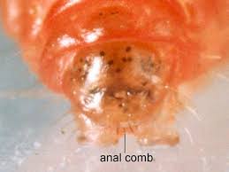 Attēlu rezultāti vaicājumam “Grapholita funebrana larva”