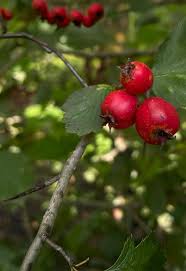 Attēlu rezultāti vaicājumam “Crataegus”