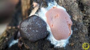 Attēlu rezultāti vaicājumam “Dictydiaethalium plumbeum”