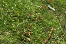 Attēlu rezultāti vaicājumam “Homomallium incurvatum sporophyte”