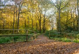 Image result for Castle Point Bowls Club