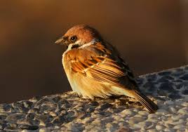 Attēlu rezultāti vaicājumam “Passer montanus adult”