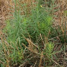 Attēlu rezultāti vaicājumam “Linaria vulgaris leaf”