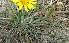 Attēlu rezultāti vaicājumam “Tragopogon heterospermus”