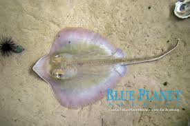 Image result for Hypanus sabinus