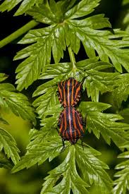 Attēlu rezultāti vaicājumam “Graphosoma lineatum imago”