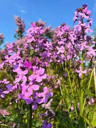 Image result for Hesperis matronalis
