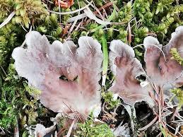 Attēlu rezultāti vaicājumam “Peltigera canina”