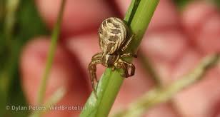 Attēlu rezultāti vaicājumam “Xysticus bifasciatus female”