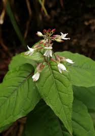 Attēlu rezultāti vaicājumam “Circaea lutetiana flower”