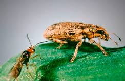 Attēlu rezultāti vaicājumam “Panonychus”