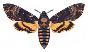 Attēlu rezultāti vaicājumam “Argynnis laodice underside”