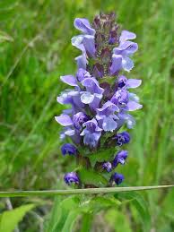 Attēlu rezultāti vaicājumam “Prunella vulgaris”