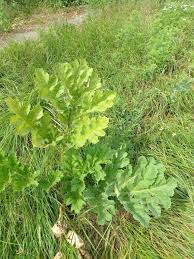 Attēlu rezultāti vaicājumam “Heracleum sosnowskyi leaf”