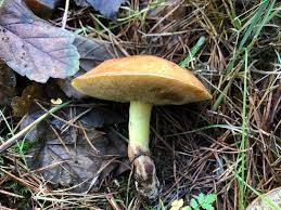 Attēlu rezultāti vaicājumam “Suillus luteus”