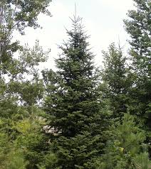 Attēlu rezultāti vaicājumam “Abies balsamea”