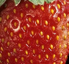 Attēlu rezultāti vaicājumam “Fragaria x ananassa fruit”