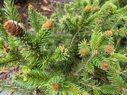 Attēlu rezultāti vaicājumam “Picea abies fruit”