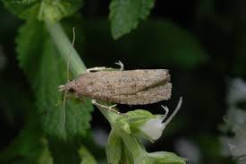 Attēlu rezultāti vaicājumam “Epiblema grandaevana”