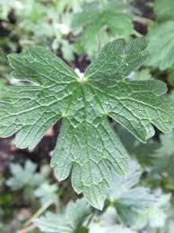 Image result for Geranium `Sandrine`