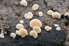 Attēlu rezultāti vaicājumam “Crepidotus applanatus”