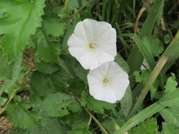 Attēlu rezultāti vaicājumam “Convolvulus arvensis”