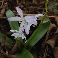 Attēlu rezultāti vaicājumam “Ornithogalum umbellatum flower”