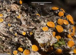 Attēlu rezultāti vaicājumam “Calicium adspersum”