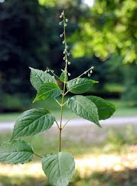 Attēlu rezultāti vaicājumam “Circaea lutetiana bud”