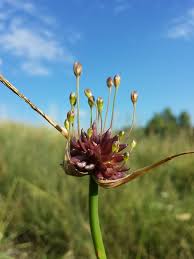 Attēlu rezultāti vaicājumam “Allium oleraceum flower”