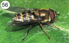 Attēlu rezultāti vaicājumam “Syrphus sp.”