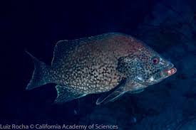 Image result for Dermatolepis inermis