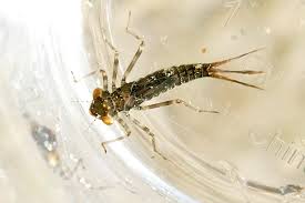 Attēlu rezultāti vaicājumam “Pyrrhosoma nymphula”