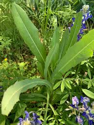 Attēlu rezultāti vaicājumam “Lactuca serriola”