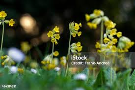 Image result for Himmelschlüssel