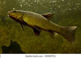 Image result for Tinca tinca