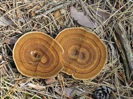 Attēlu rezultāti vaicājumam “Coltricia perennis”