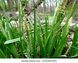 Attēlu rezultāti vaicājumam “Carex sylvatica flower”