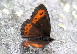 Attēlu rezultāti vaicājumam “Erebia ligea upperside”