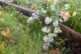 Attēlu rezultāti vaicājumam “Symphyotrichum x salignum flower”