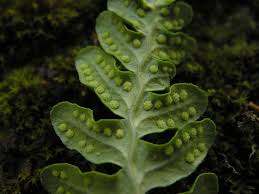 Attēlu rezultāti vaicājumam “Polypodium vulgare”