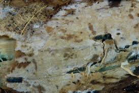 Attēlu rezultāti vaicājumam “Basidiodendron”